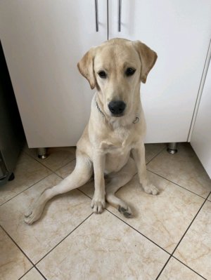 вопрос ответ бумажные собаки