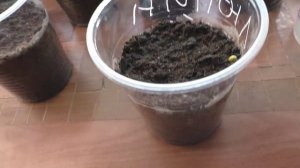 Рассада 4 марта