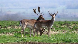Субботняя прогулка, рыбалка, лань