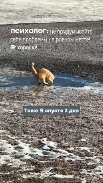 #жиза #психология
