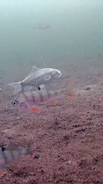 Живец карась и окуни. / Live bait for crucian carp and perch. #shorts