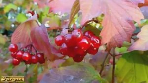 "А КАЛИНА КРАСНАЯ" Шувалова Светлана