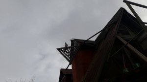 Николаевские голуби 04.03.26 г