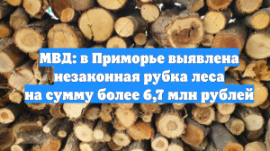 МВД: в Приморье выявлена незаконная рубка леса на сумму более 6,7 млн рублей