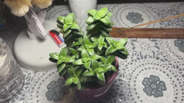 Крассула Спринг тайм. Спорт или нет?