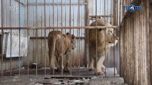 Спасение из зоо-тюрьмы. В Подмосковье вызволили львов из домашней коллекции Карабаса-Барабаса