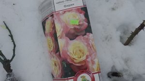 Да,Такие розы мне нужны!!!Мои дела.