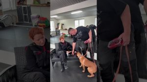 Как познакомить собаку и кота