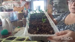 //157// Распикировала перцы,Посеяла флоксы,львиный зев.