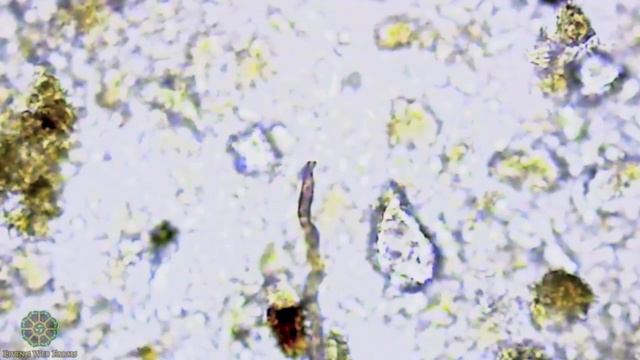 Оценка состояния почвы с помощью микроскопа. Сестра Мередит Ли. Часть 4