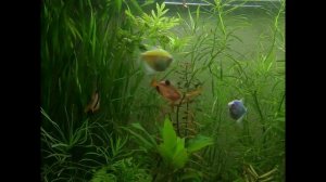 аквариум. тетра минор