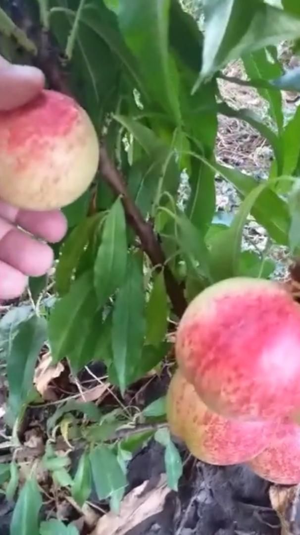 Мини нектарин Мистер Перси Ростов-на-Дону