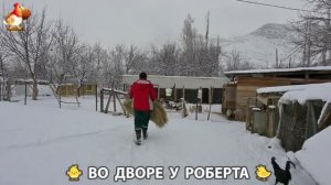 Содержание кур в домашних условиях и других птиц во дворе у Роберта 🐣🐤🦆🐔🪿🦃 (436)