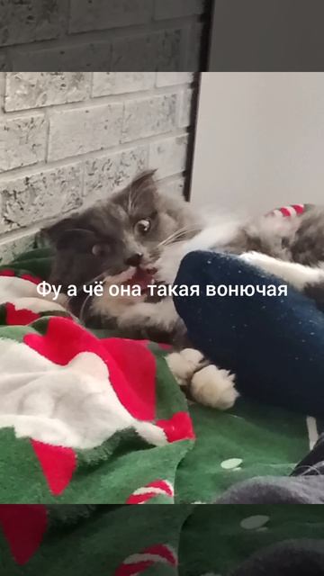 жизнь кошки и ноги хозяина 🤣
