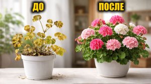 Герань сроду так не цвела! Бабушкин рецепт подкормки для пышного цветения любых цветов!