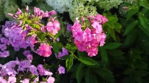 Девочки, это для вас! Все цветы моего сада! К 8 марта!. Будьте счастливы!