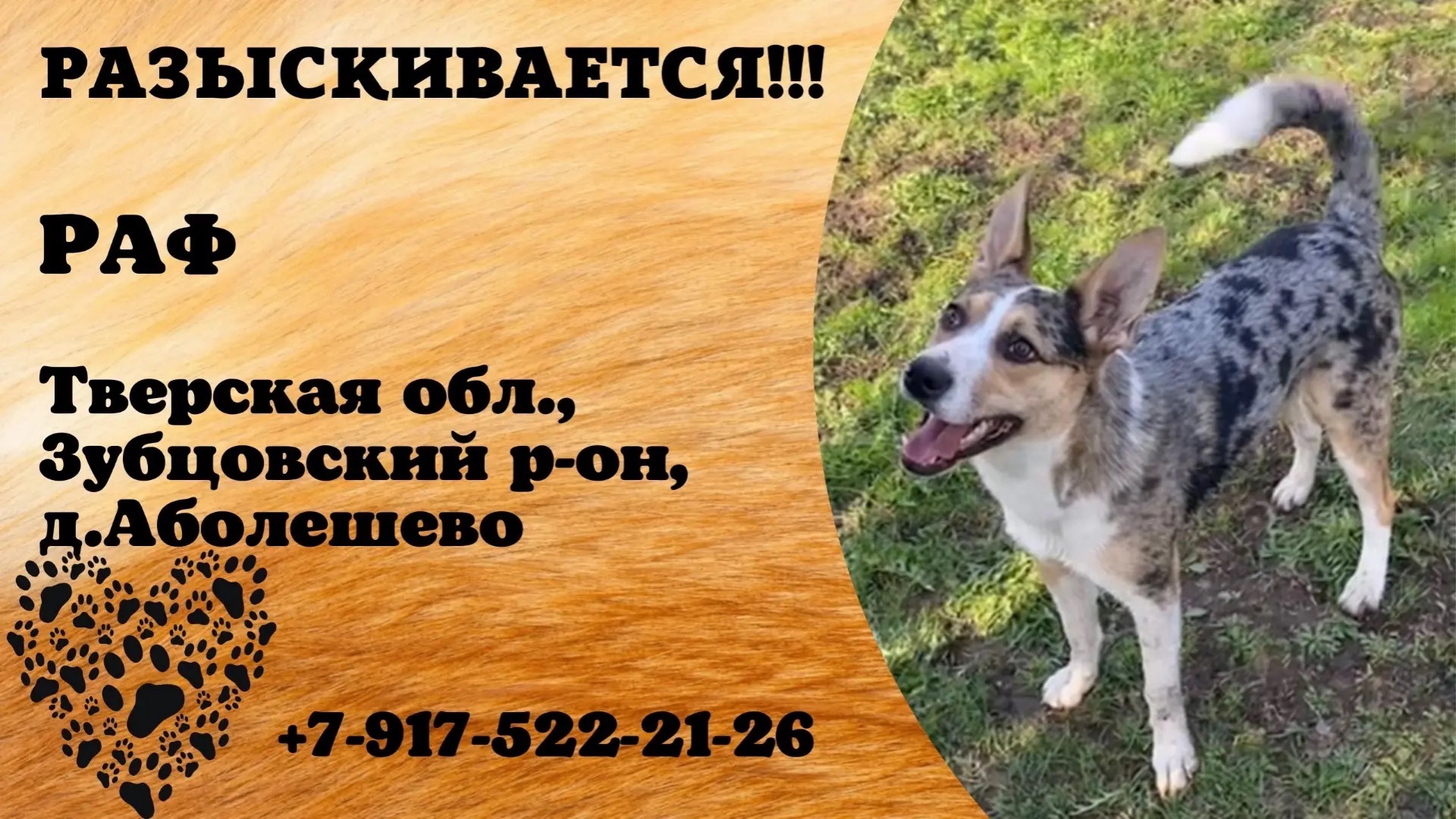 Пропала собака! РАФ. Тверская обл., Зубцовский р-н, д.Аболешево.