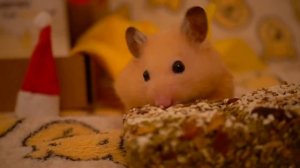 Распаковка рождественского хомяка 🐹📦