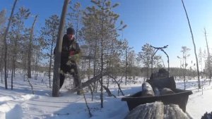 Где берём сухие дрова на севере!