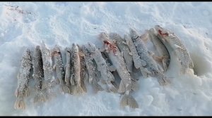 3 марта 2026г.  Юганская Обь.