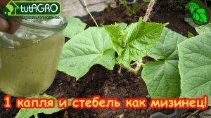 1 КАПЛЯ и стебель как мизинец: рассаду не узнать через 3 дня! Подкормить рассаду если стебель тонкий