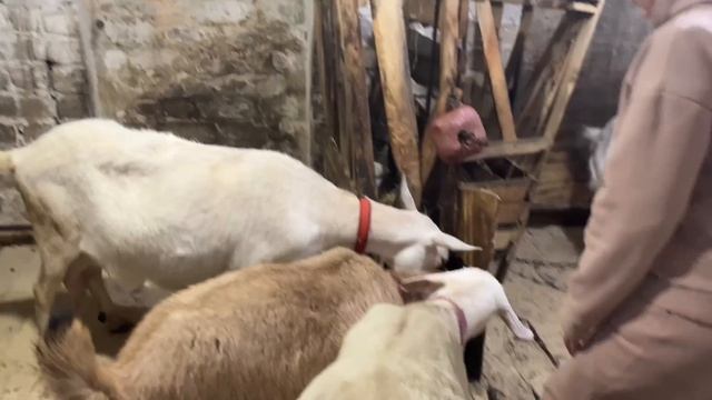 Саня Новиков/Докупили ещё. Нам пока рано.