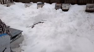 Зимовка островных маток Пешетц и Вароотолеранс