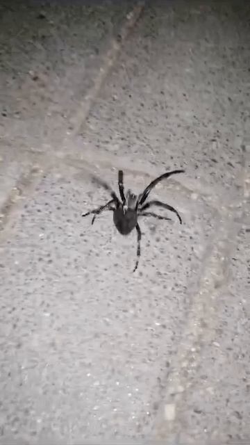 Страшный паук