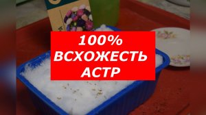 Астры по снегу: самый простой способ получить идеальную рассаду!