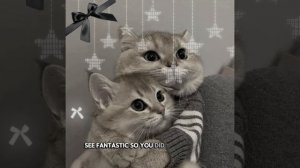 Просто котики 
Love подписчики❤
И ЧydoLime💚