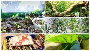 4 марта.Рассада и флорариум. Фикус- псих. Разобрала семена.