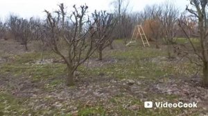 1000279221.mp4 Обрезка сада.
