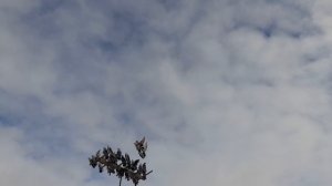 Николаевские голуби 04.03.26 г