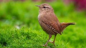 релакс/ пение птички крапивника