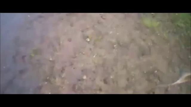 ✔Здоровый🎣 лещ🐟✔