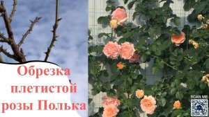 Весенняя обрезка плетистой розы Полька