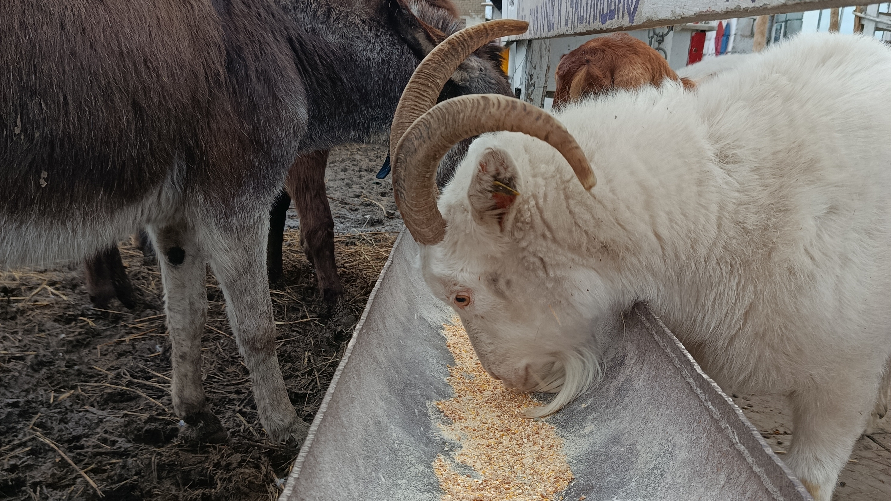 Праздники сегодня 4 марта, Рыжий кот 🙀