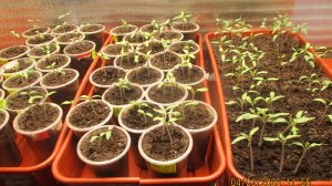 ПОСЕВЫ 2026-40.  Как я поливаю свою молодую рассаду томатов. Показываю.