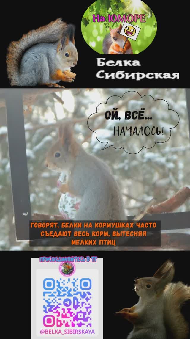 Кто всех прожорливее на кормушке