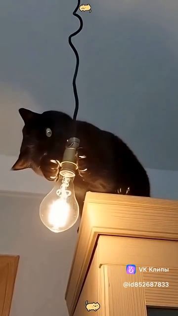 Приколы с животными