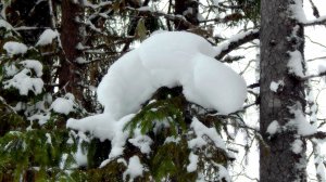 Лес тайга Архангельская область март