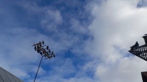 Николаевские голуби 04.03.26 г