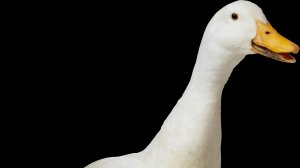 Работаю ( пытаюсь )  в рб