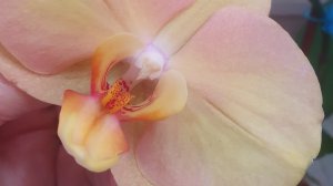 04.03.2026г. Замечательные орхидеи к 8 Марта в с/ц Планета лета.