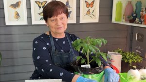 Удобрение для томатов. Помидоры будут в мае