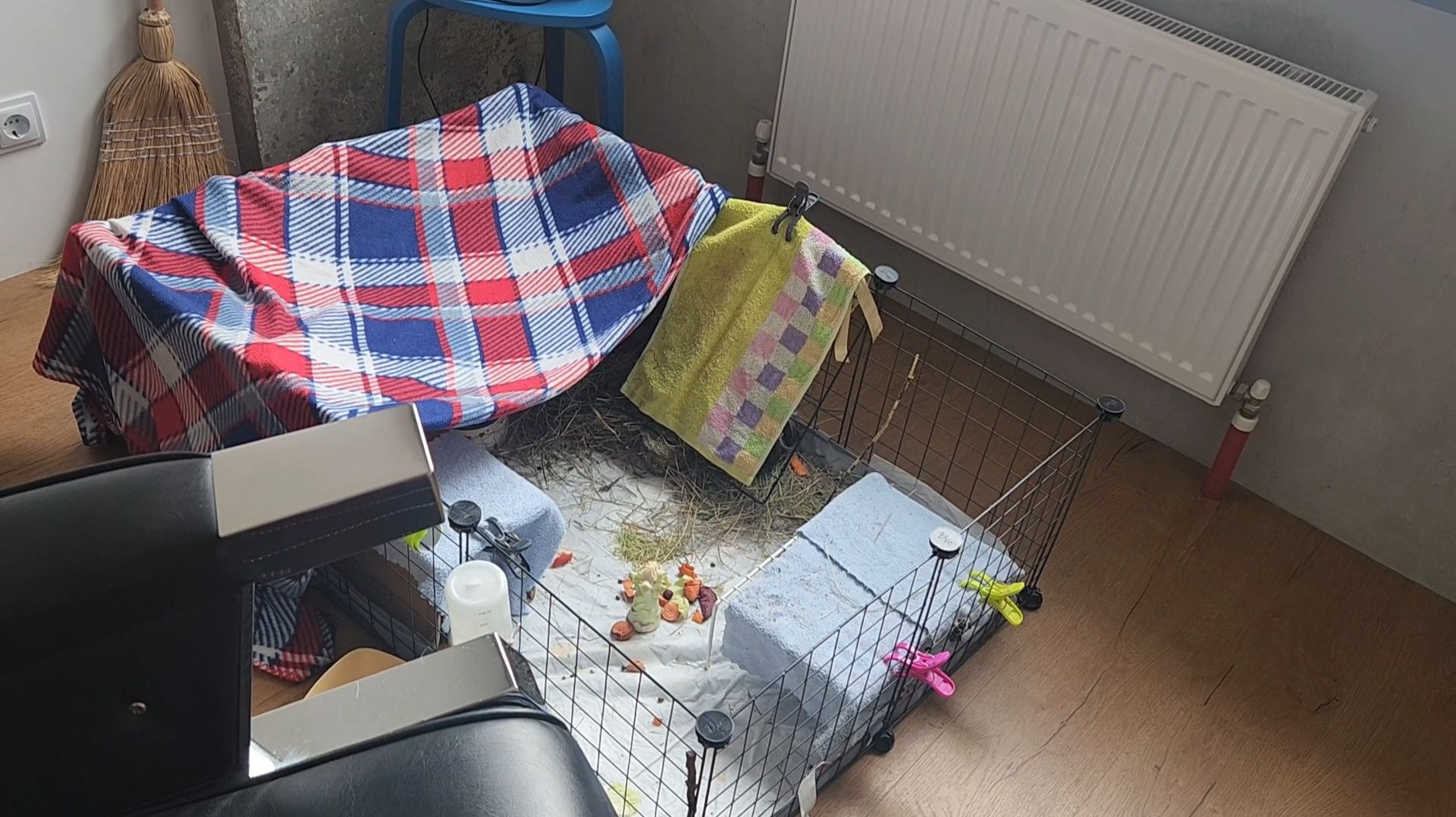 Привет из нового дома морских свинок Улли и Пулли 👋 🐗 🏠