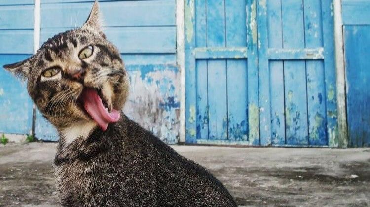 10 МИНУТ СМЕХА | ЛУЧШИЕ ПРИКОЛЫ С ЖИВОТНЫМИ | ПРО ЖИВОТНЫХ | СМЕШНЫЕ ЖИВОТНЫЕ