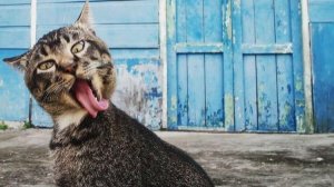 10 МИНУТ СМЕХА | ЛУЧШИЕ ПРИКОЛЫ С ЖИВОТНЫМИ | ПРО ЖИВОТНЫХ | СМЕШНЫЕ ЖИВОТНЫЕ