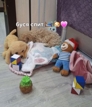 собака 🐕🦺 буся 🐶🐶🐶🐶