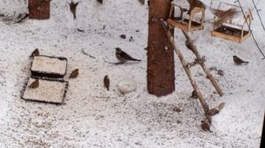 дрозд рябинник